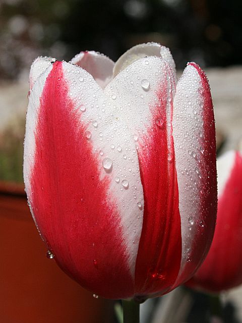 http://capnbob.us/blog/wp-content/uploads/2008/03/red-white-tulip.jpg