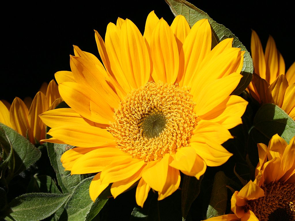 http://capnbob.us/blog/wp-content/uploads/2008/03/sunflower.jpg