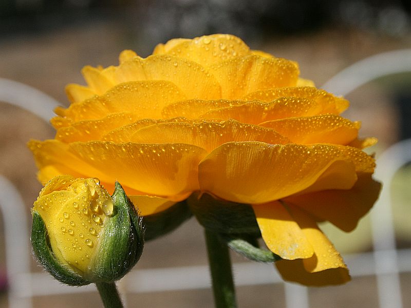 http://capnbob.us/blog/wp-content/uploads/2008/03/yellow-ranunculus.jpg