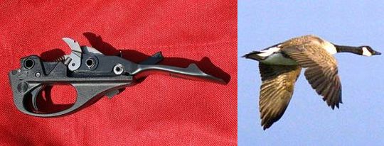 trigger plate assembly and Canadian goose in flight