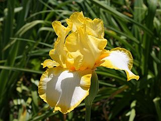 yellow bearded iris