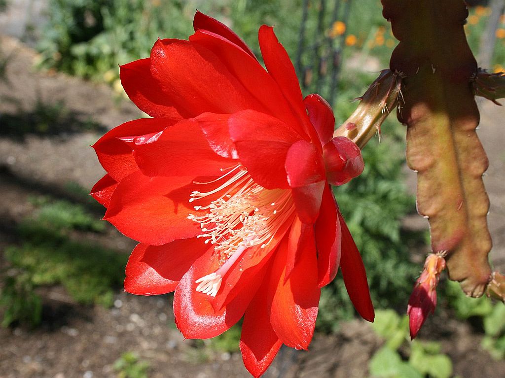 epiphyllum red