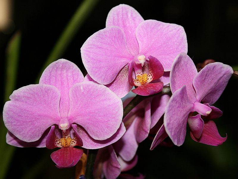 http://capnbob.us/blog/wp-content/uploads/2008/05/pink-phalaenopsis.jpg