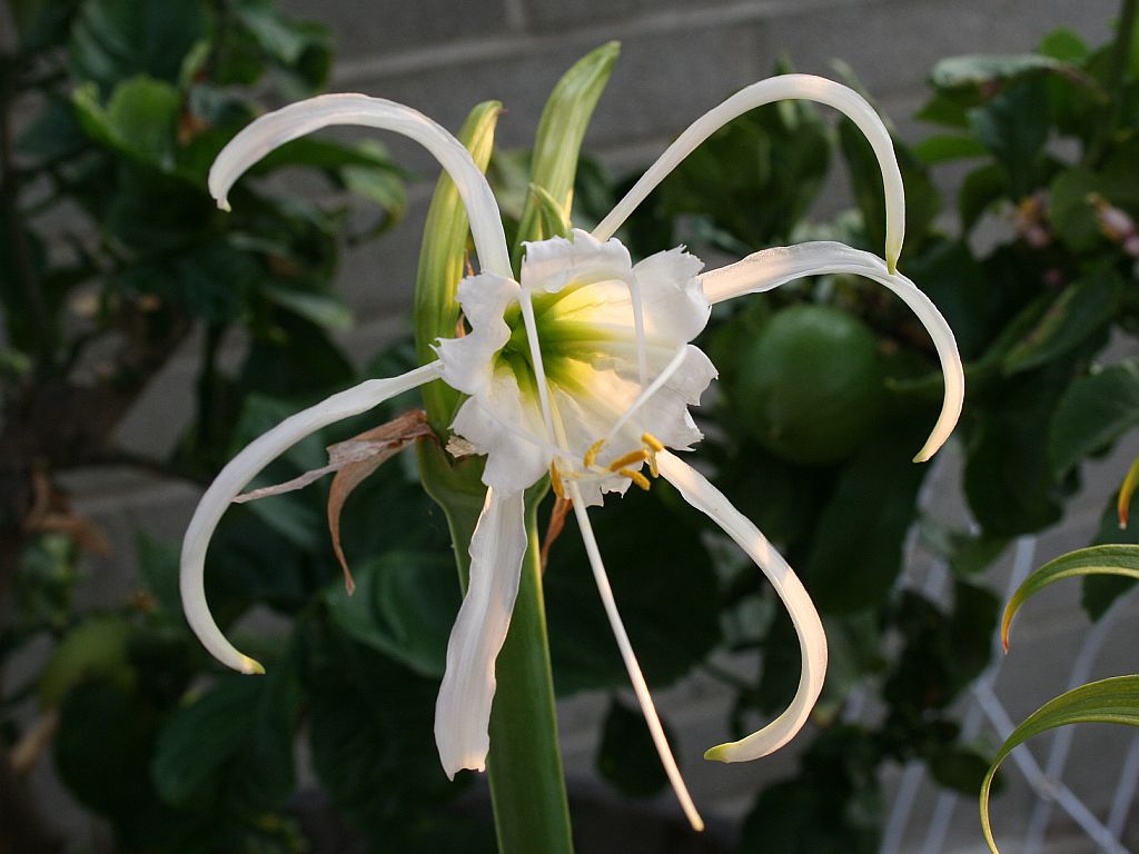 spider-lily.jpg