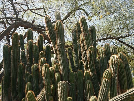 cactus garden