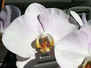 phalaenopsis.jpg