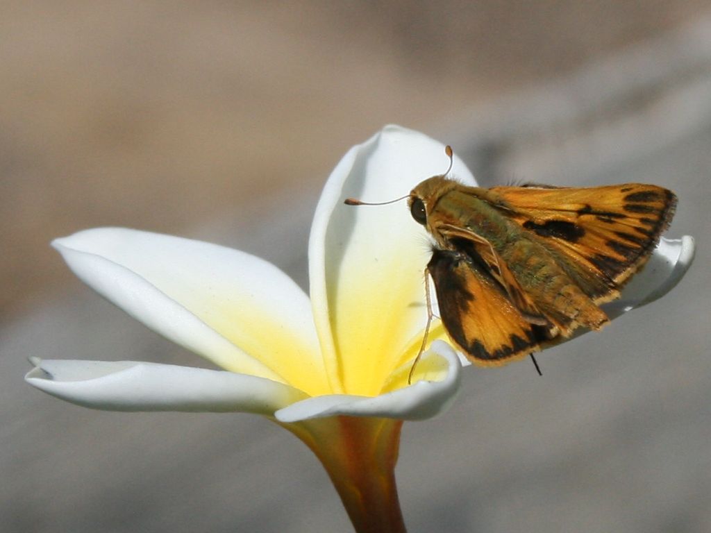 http://capnbob.us/blog/wp-content/uploads/2008/09/plumeria-pollinator.jpg