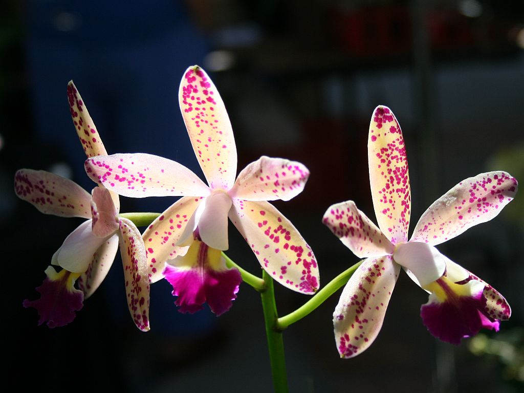 http://capnbob.us/blog/wp-content/uploads/2008/10/trio-orchids.jpg