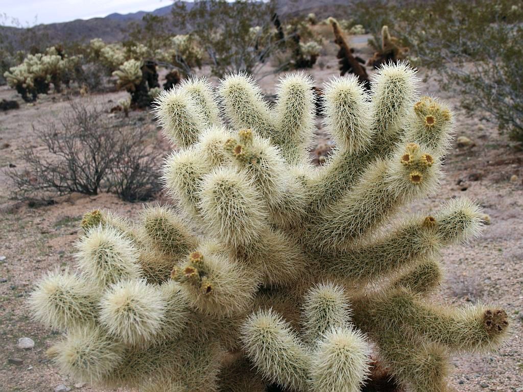 http://capnbob.us/blog/wp-content/uploads/2008/12/cholla.jpg