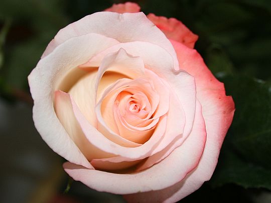 pink-rose.jpg