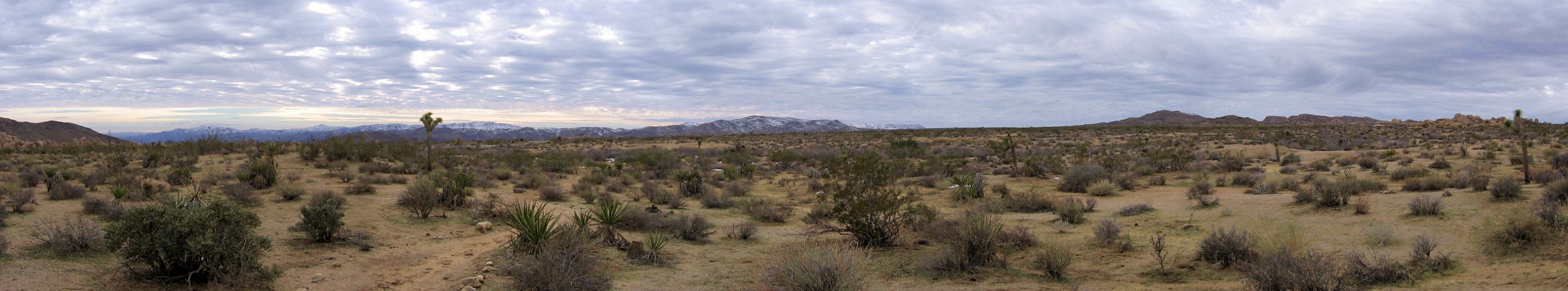 http://capnbob.us/blog/wp-content/uploads/2009/01/joshua-tree-pan.jpg