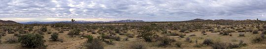 joshua-tree-pan.jpg