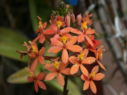 Tiny Orange Orchids