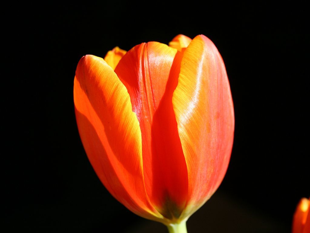 http://capnbob.us/blog/wp-content/uploads/2009/01/tulip.jpg