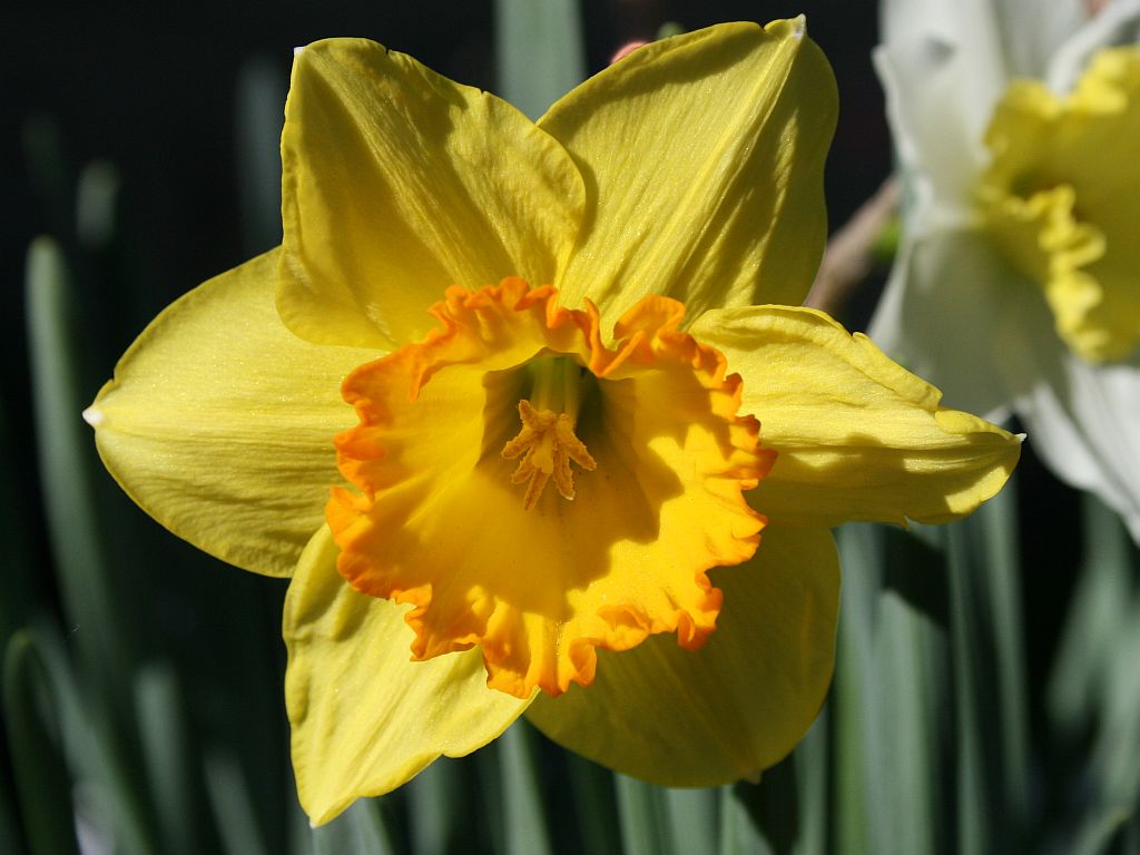 http://capnbob.us/blog/wp-content/uploads/2009/01/yellow-daffodil.jpg