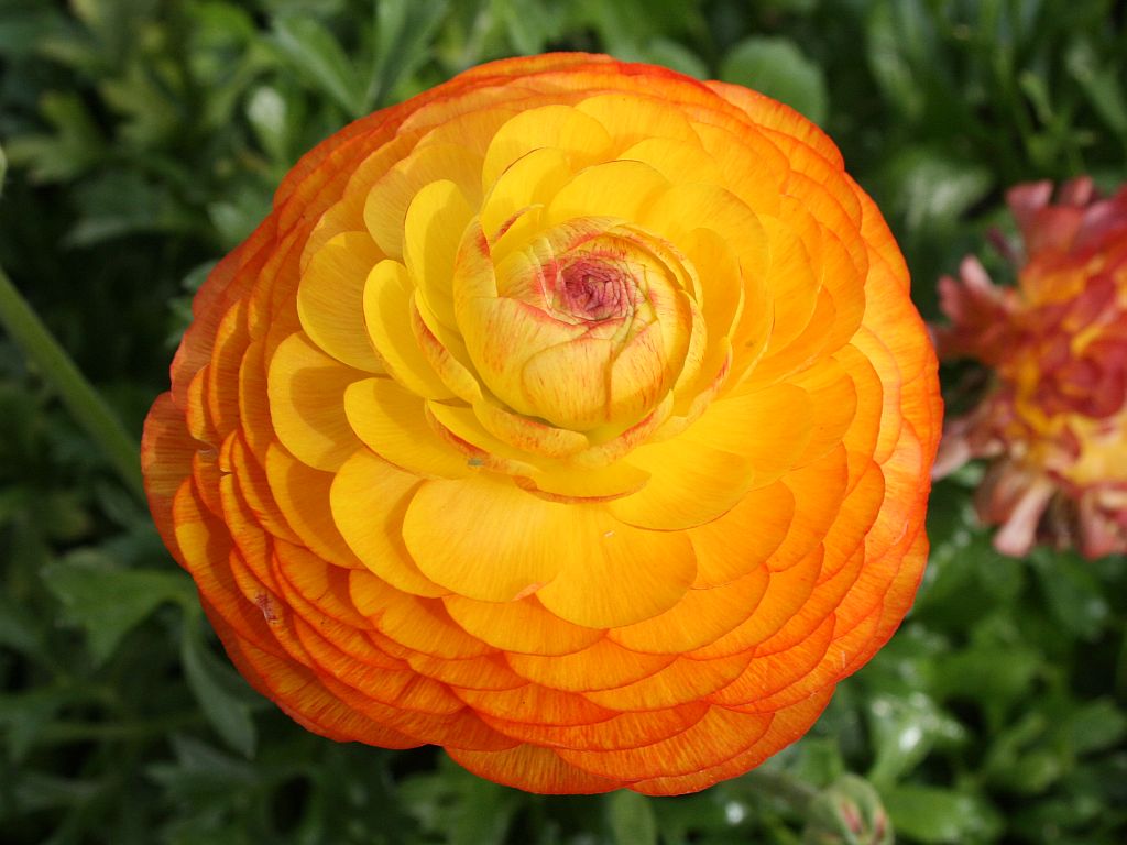 http://capnbob.us/blog/wp-content/uploads/2009/02/ranunculus.jpg