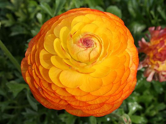 ranunculus.jpg