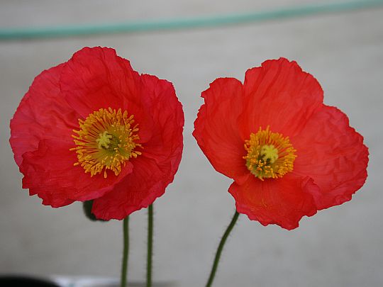 Two Red Icelandic Poppies