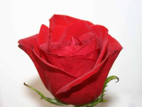 A Red Rose