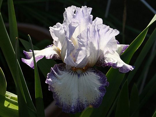 bearded iris