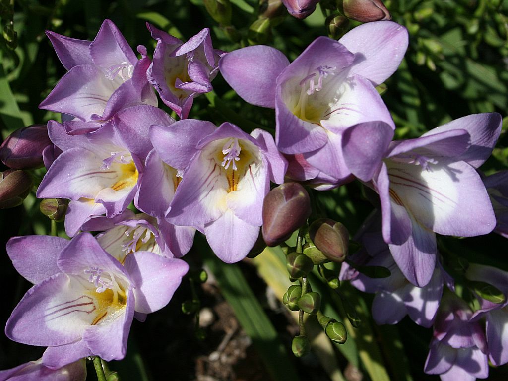 http://capnbob.us/blog/wp-content/uploads/2009/03/blue-freesias.jpg