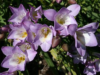 blue-freesias.jpg