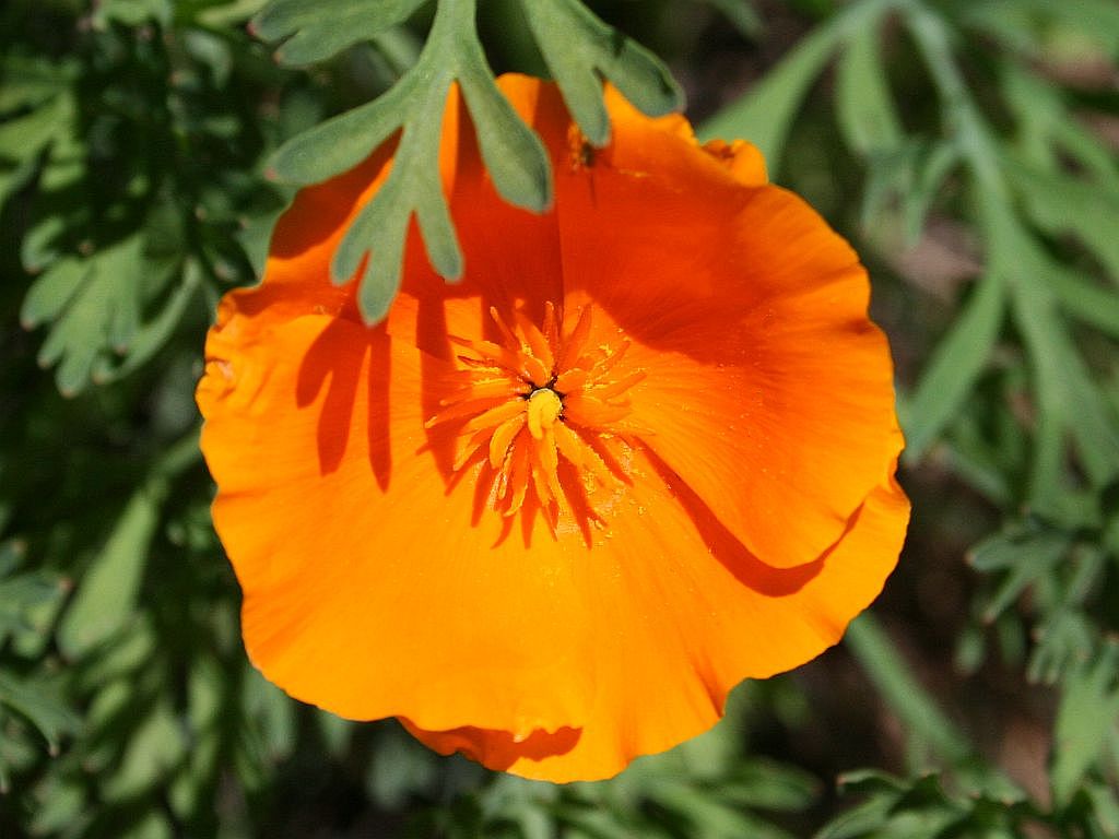 http://capnbob.us/blog/wp-content/uploads/2009/03/california-poppy.jpg