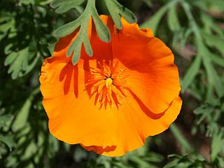 california-poppy.jpg