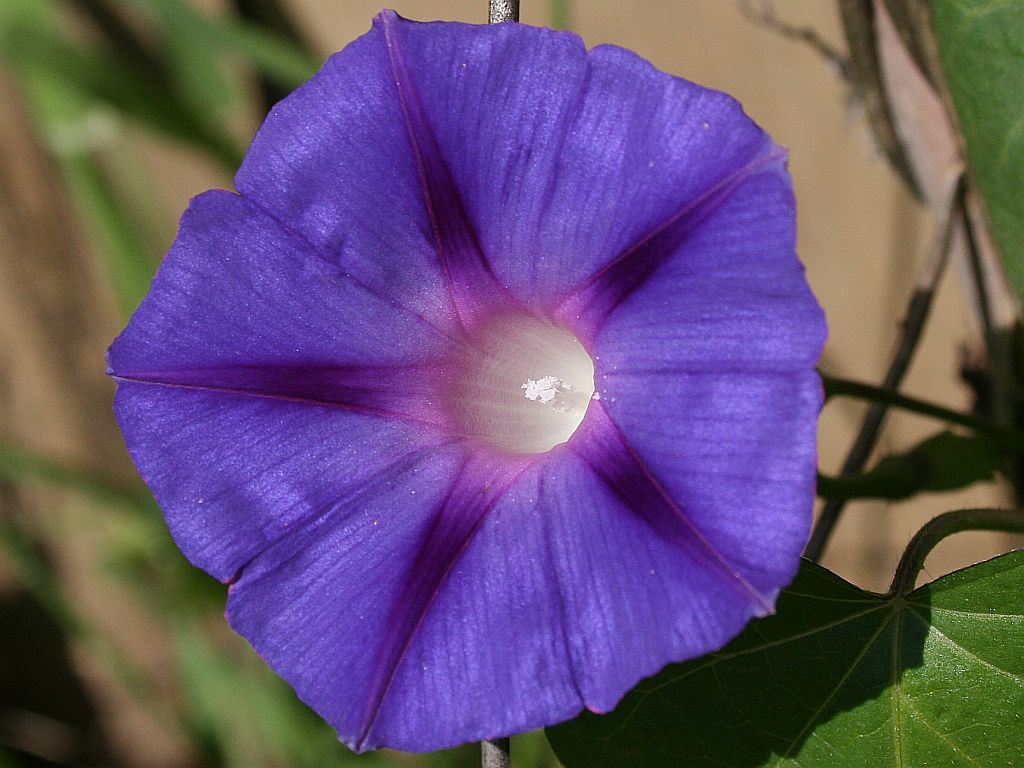 http://capnbob.us/blog/wp-content/uploads/2009/03/morning-glory.jpg