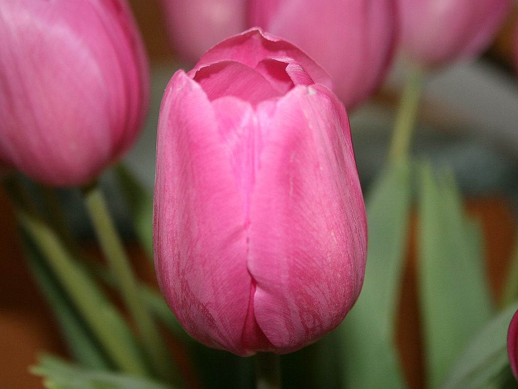 http://capnbob.us/blog/wp-content/uploads/2009/03/pink-tulip.jpg