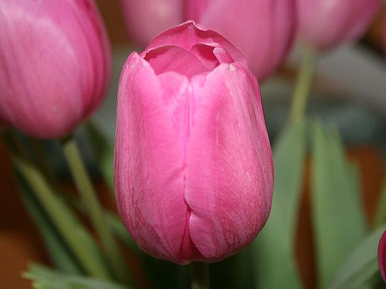 pink-tulip.jpg