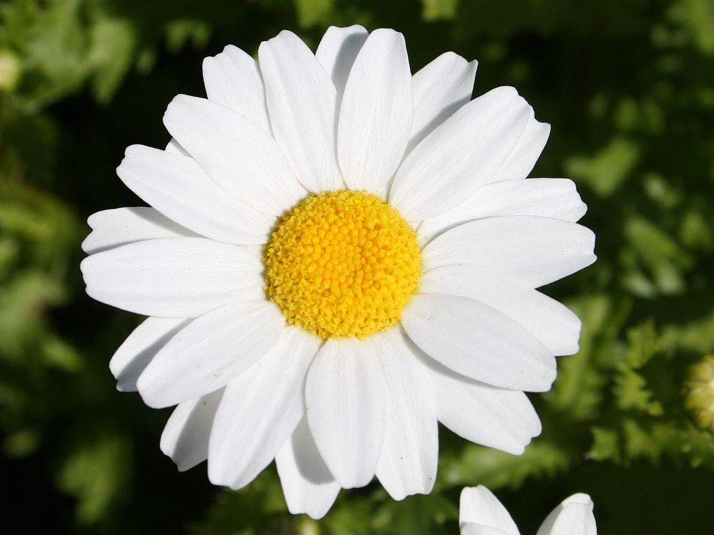 http://capnbob.us/blog/wp-content/uploads/2009/03/white-daisy.jpg
