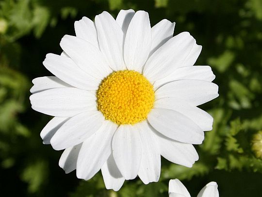 white-daisy.jpg