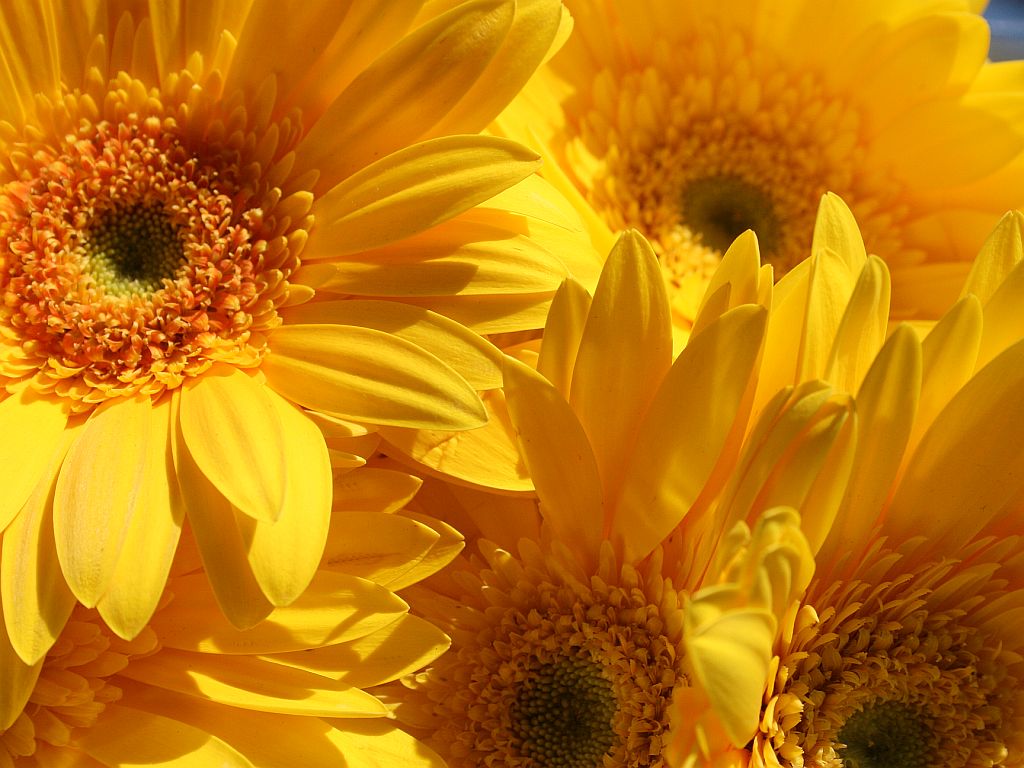 http://capnbob.us/blog/wp-content/uploads/2009/03/yellow-gerberas.jpg