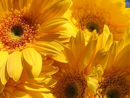 Yellow Gerberas