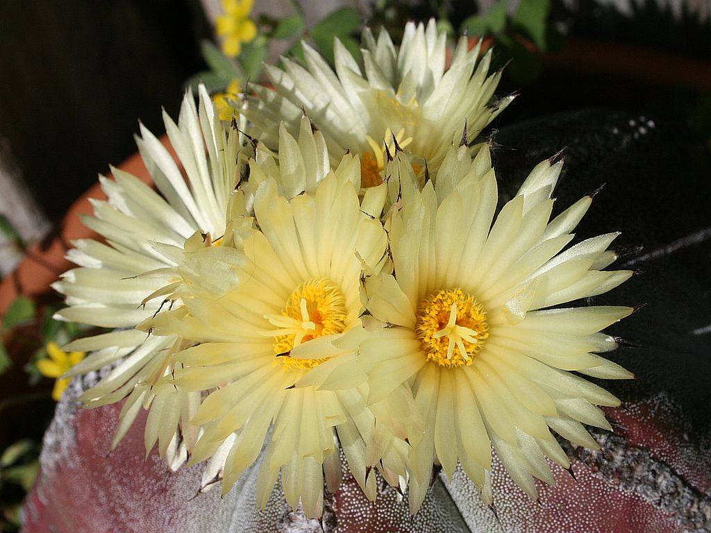 http://capnbob.us/blog/wp-content/uploads/2009/04/bishop-flowers.jpg