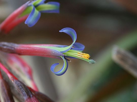 bromeliad