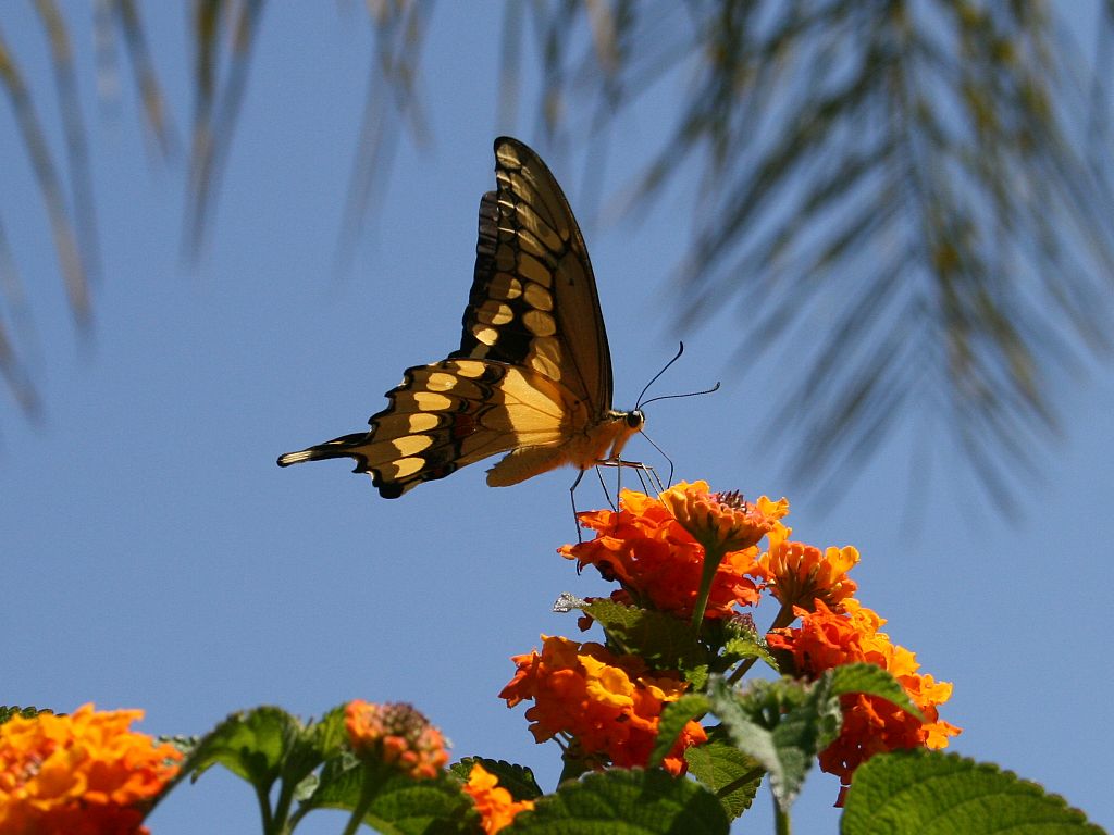 http://capnbob.us/blog/wp-content/uploads/2009/04/butterfly-lantana.jpg