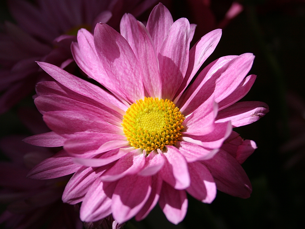 http://capnbob.us/blog/wp-content/uploads/2009/04/pink-daisy.jpg