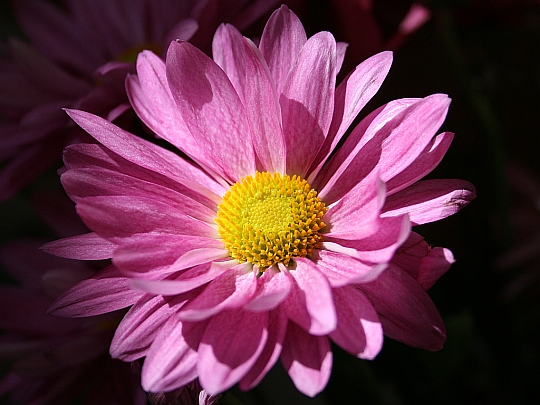 Pink+daisy+flower+pictures