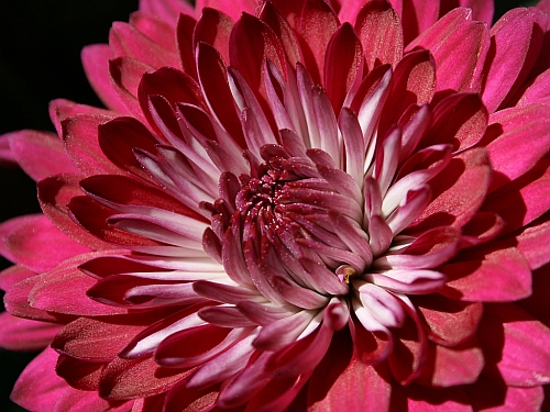 Hot Pink Mum