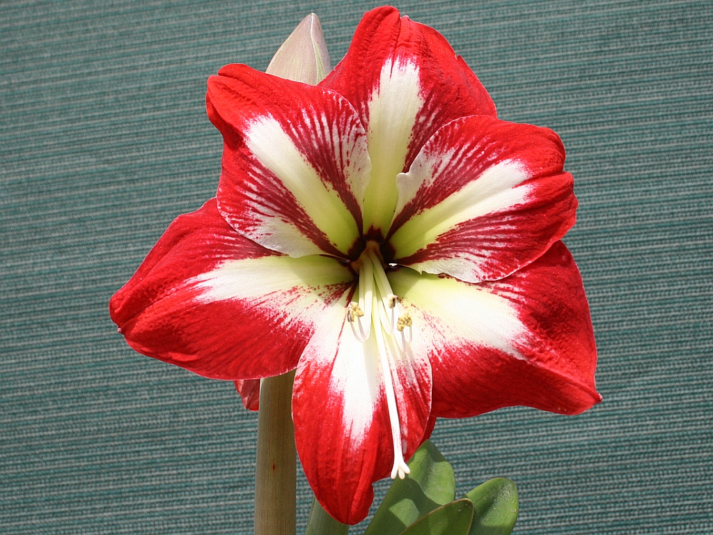 http://capnbob.us/blog/wp-content/uploads/2009/04/red-white-amaryllis.jpg