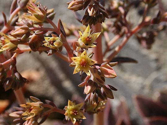 yellow echevaria