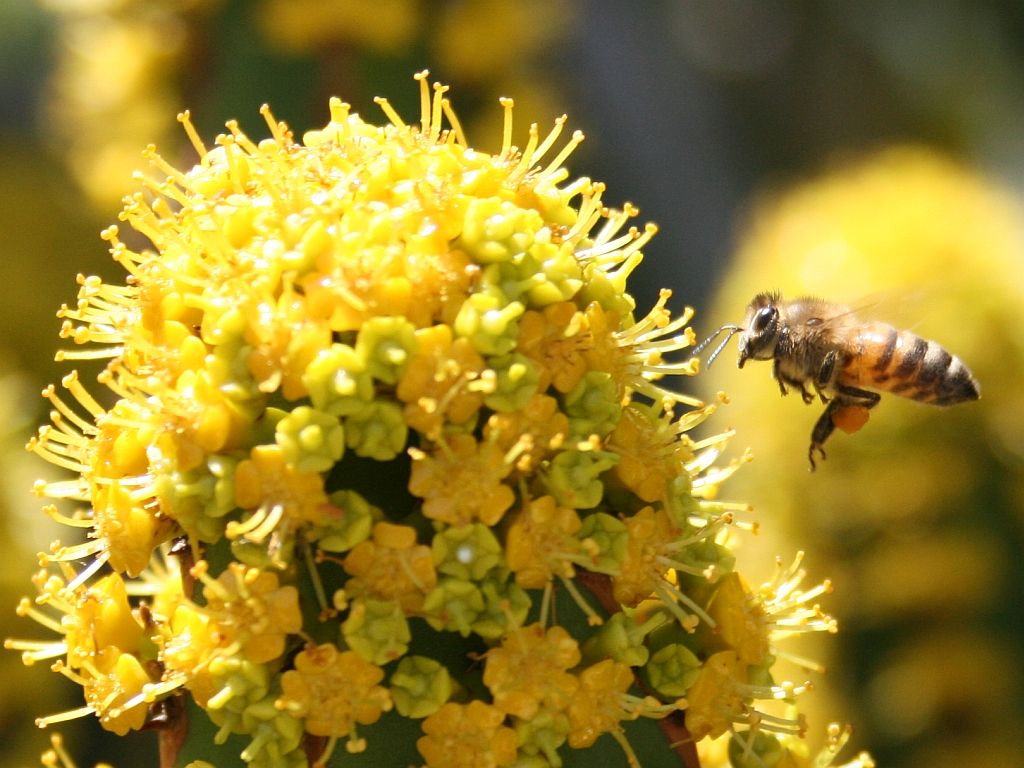http://capnbob.us/blog/wp-content/uploads/2009/05/bee-and-succulent.jpg