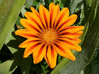 Gazania