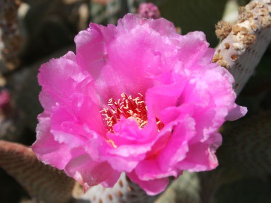 beavertail-blossom.jpg