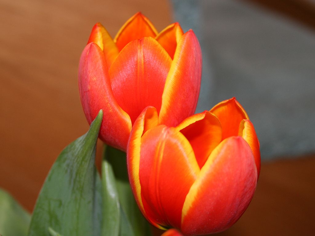 http://capnbob.us/blog/wp-content/uploads/2009/06/fire-tulips.jpg