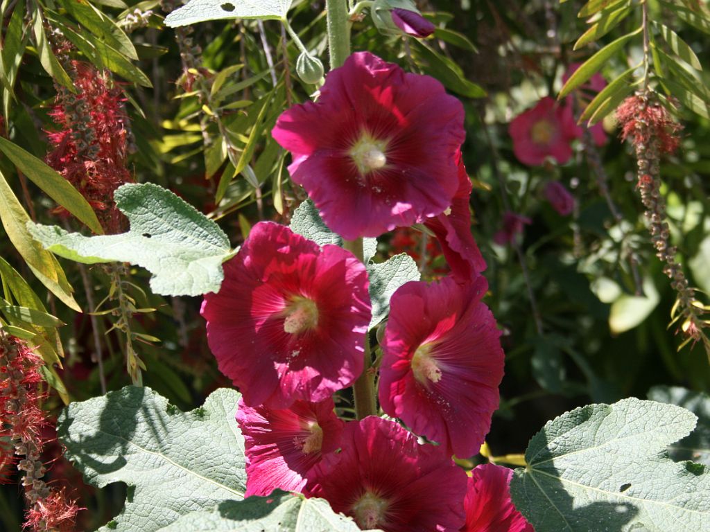 http://capnbob.us/blog/wp-content/uploads/2009/06/hollyhocks.jpg