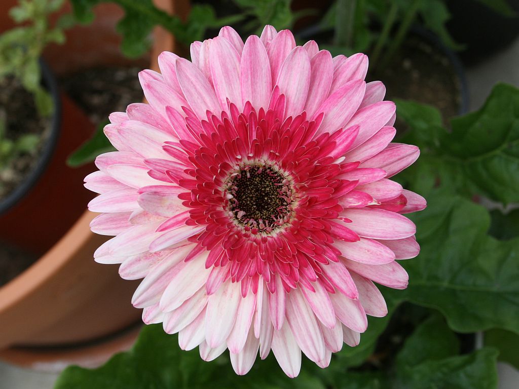 http://capnbob.us/blog/wp-content/uploads/2009/06/red-pink-gerbera.jpg