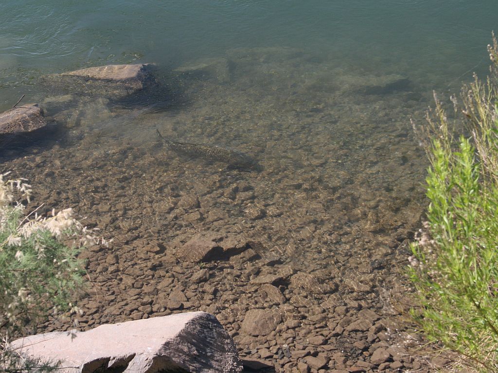 http://capnbob.us/blog/wp-content/uploads/2009/07/colorado-river-catfish.jpg